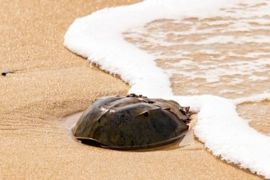 Kumsaldaki at nalı yengeci, okyanus dalgaları tarafından kısmen batırılmış. Antik deniz yaşamının kıyıya vuruşuna bir bakış.