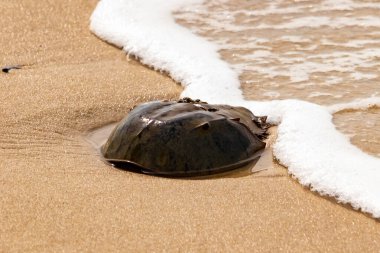 Kumsaldaki at nalı yengeci, okyanus dalgaları tarafından kısmen batırılmış. Antik deniz yaşamının kıyıya vuruşuna bir bakış.