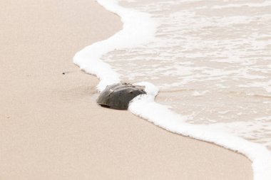 Kumsaldaki at nalı yengeci, okyanus dalgaları tarafından kısmen batırılmış. Antik deniz yaşamının kıyıya vuruşuna bir bakış.