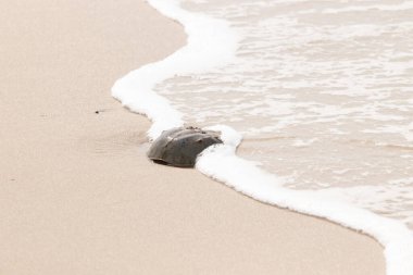 Kumsaldaki at nalı yengeci, okyanus dalgaları tarafından kısmen batırılmış. Antik deniz yaşamının kıyıya vuruşuna bir bakış.
