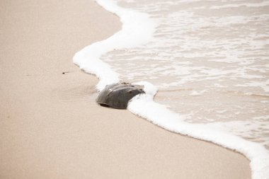 Kumsaldaki at nalı yengeci, okyanus dalgaları tarafından kısmen batırılmış. Antik deniz yaşamının kıyıya vuruşuna bir bakış.