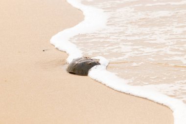 Kumsaldaki at nalı yengeci, okyanus dalgaları tarafından kısmen batırılmış. Antik deniz yaşamının kıyıya vuruşuna bir bakış.