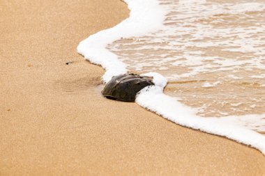Kumsaldaki at nalı yengeci, okyanus dalgaları tarafından kısmen batırılmış. Antik deniz yaşamının kıyıya vuruşuna bir bakış.