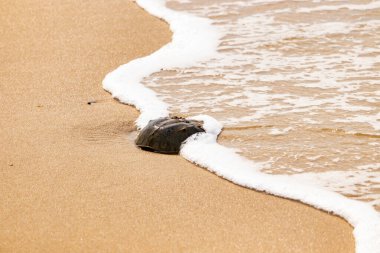 Kumsaldaki at nalı yengeci, okyanus dalgaları tarafından kısmen batırılmış. Antik deniz yaşamının kıyıya vuruşuna bir bakış.
