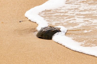 Kumsaldaki at nalı yengeci, okyanus dalgaları tarafından kısmen batırılmış. Antik deniz yaşamının kıyıya vuruşuna bir bakış.