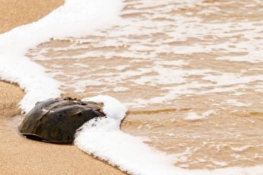 Kumsaldaki at nalı yengeci, okyanus dalgaları tarafından kısmen batırılmış. Antik deniz yaşamının kıyıya vuruşuna bir bakış.