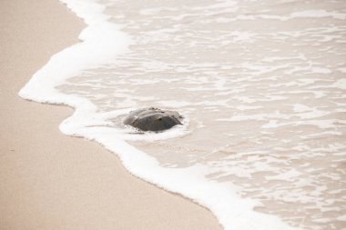 Kumsaldaki at nalı yengeci, okyanus dalgaları tarafından kısmen batırılmış. Antik deniz yaşamının kıyıya vuruşuna bir bakış.