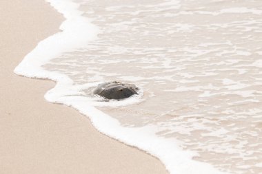 Kumsaldaki at nalı yengeci, okyanus dalgaları tarafından kısmen batırılmış. Antik deniz yaşamının kıyıya vuruşuna bir bakış.