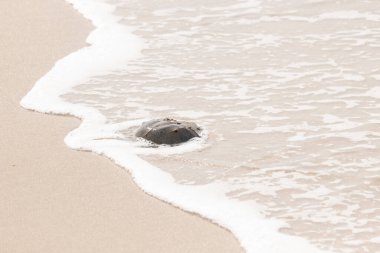 Kumsaldaki at nalı yengeci, okyanus dalgaları tarafından kısmen batırılmış. Antik deniz yaşamının kıyıya vuruşuna bir bakış.
