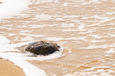Kumsaldaki at nalı yengeci, okyanus dalgaları tarafından kısmen batırılmış. Antik deniz yaşamının kıyıya vuruşuna bir bakış.