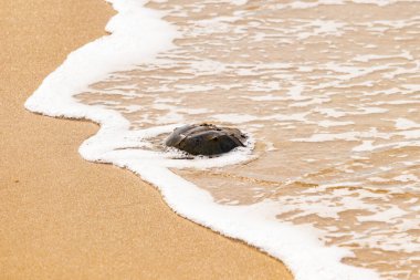 Kumsaldaki at nalı yengeci, okyanus dalgaları tarafından kısmen batırılmış. Antik deniz yaşamının kıyıya vuruşuna bir bakış.