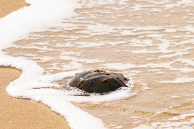 Kumsaldaki at nalı yengeci, okyanus dalgaları tarafından kısmen batırılmış. Antik deniz yaşamının kıyıya vuruşuna bir bakış.