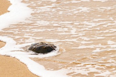 Kumsaldaki at nalı yengeci, okyanus dalgaları tarafından kısmen batırılmış. Antik deniz yaşamının kıyıya vuruşuna bir bakış.