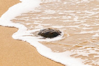 Kumsaldaki at nalı yengeci, okyanus dalgaları tarafından kısmen batırılmış. Antik deniz yaşamının kıyıya vuruşuna bir bakış.