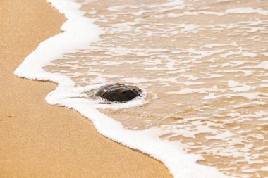 Kumsaldaki at nalı yengeci, okyanus dalgaları tarafından kısmen batırılmış. Antik deniz yaşamının kıyıya vuruşuna bir bakış.