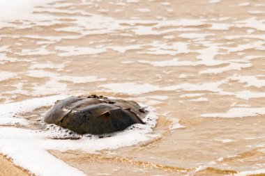 Kumsaldaki at nalı yengeci, okyanus dalgaları tarafından kısmen batırılmış. Antik deniz yaşamının kıyıya vuruşuna bir bakış.