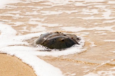 Kumsaldaki at nalı yengeci, okyanus dalgaları tarafından kısmen batırılmış. Antik deniz yaşamının kıyıya vuruşuna bir bakış.
