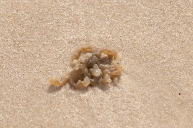 Altın-kahverengi, desenli yosun ya da şeffaf, inciye benzeyen keseleri kaba kum üzerinde duran yosun. Kıyıdaki deniz yaşamına yakın çekim.