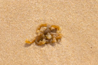Altın-kahverengi, desenli yosun ya da şeffaf, inciye benzeyen keseleri kaba kum üzerinde duran yosun. Kıyıdaki deniz yaşamına yakın çekim.