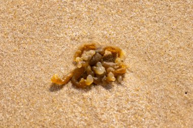 Altın-kahverengi, desenli yosun ya da şeffaf, inciye benzeyen keseleri kaba kum üzerinde duran yosun. Kıyıdaki deniz yaşamına yakın çekim.