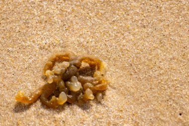Altın-kahverengi, desenli yosun ya da şeffaf, inciye benzeyen keseleri kaba kum üzerinde duran yosun. Kıyıdaki deniz yaşamına yakın çekim.