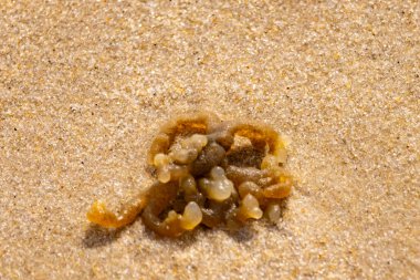 Altın-kahverengi, desenli yosun ya da şeffaf, inciye benzeyen keseleri kaba kum üzerinde duran yosun. Kıyıdaki deniz yaşamına yakın çekim.