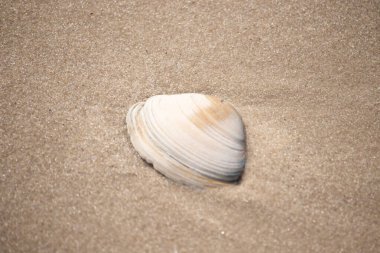 Issız beyaz deniz kabuğu kaba, açık kahverengi kum üzerinde dinleniyor. Doğal dokuları ve sakin bir havası olan basit bir sahil sahnesi..