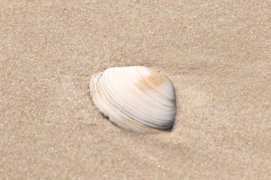 Issız beyaz deniz kabuğu kaba, açık kahverengi kum üzerinde dinleniyor. Doğal dokuları ve sakin bir havası olan basit bir sahil sahnesi..