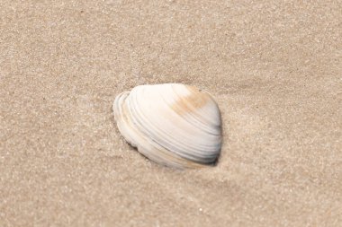 Issız beyaz deniz kabuğu kaba, açık kahverengi kum üzerinde dinleniyor. Doğal dokuları ve sakin bir havası olan basit bir sahil sahnesi..
