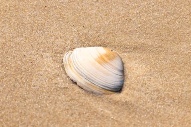 Issız beyaz deniz kabuğu kaba, açık kahverengi kum üzerinde dinleniyor. Doğal dokuları ve sakin bir havası olan basit bir sahil sahnesi..