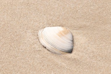 Issız beyaz deniz kabuğu kaba, açık kahverengi kum üzerinde dinleniyor. Doğal dokuları ve sakin bir havası olan basit bir sahil sahnesi..