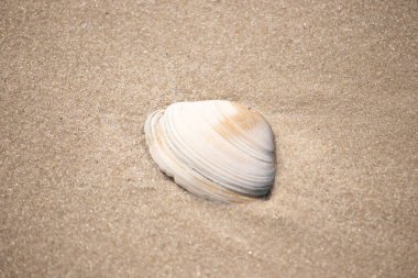 Issız beyaz deniz kabuğu kaba, açık kahverengi kum üzerinde dinleniyor. Doğal dokuları ve sakin bir havası olan basit bir sahil sahnesi..