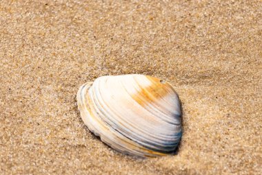 Issız beyaz deniz kabuğu kaba, açık kahverengi kum üzerinde dinleniyor. Doğal dokuları ve sakin bir havası olan basit bir sahil sahnesi..