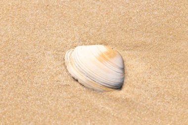 Issız beyaz deniz kabuğu kaba, açık kahverengi kum üzerinde dinleniyor. Doğal dokuları ve sakin bir havası olan basit bir sahil sahnesi..