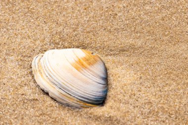Issız beyaz deniz kabuğu kaba, açık kahverengi kum üzerinde dinleniyor. Doğal dokuları ve sakin bir havası olan basit bir sahil sahnesi..