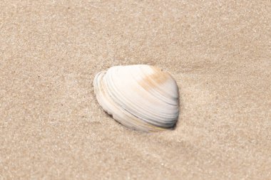 Issız beyaz deniz kabuğu kaba, açık kahverengi kum üzerinde dinleniyor. Doğal dokuları ve sakin bir havası olan basit bir sahil sahnesi..