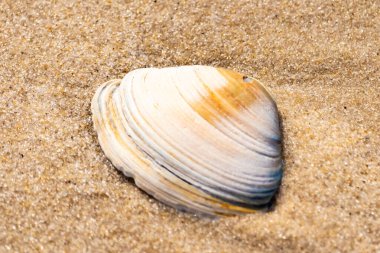 Issız beyaz deniz kabuğu kaba, açık kahverengi kum üzerinde dinleniyor. Doğal dokuları ve sakin bir havası olan basit bir sahil sahnesi..