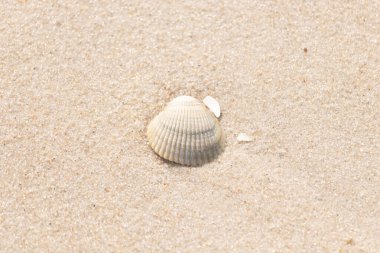 Kabuklu midye kabuğu kaba kumun üzerinde bulunur, muhtemelen bir midye, dinokardiyum robüstum, ya da Trachykardiyum. Yakınlarda küçük beyaz bir kabuk parçası var..