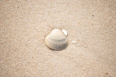 Kabuklu midye kabuğu kaba kumun üzerinde bulunur, muhtemelen bir midye, dinokardiyum robüstum, ya da Trachykardiyum. Yakınlarda küçük beyaz bir kabuk parçası var..