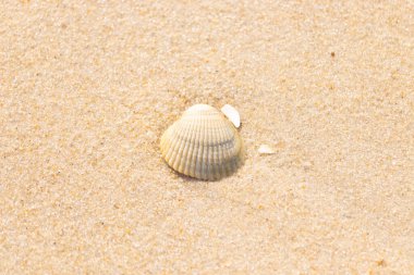 Kabuklu midye kabuğu kaba kumun üzerinde bulunur, muhtemelen bir midye, dinokardiyum robüstum, ya da Trachykardiyum. Yakınlarda küçük beyaz bir kabuk parçası var..