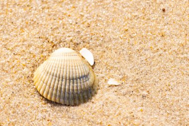 Kabuklu midye kabuğu kaba kumun üzerinde bulunur, muhtemelen bir midye, dinokardiyum robüstum, ya da Trachykardiyum. Yakınlarda küçük beyaz bir kabuk parçası var..