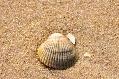 Kabuklu midye kabuğu kaba kumun üzerinde bulunur, muhtemelen bir midye, dinokardiyum robüstum, ya da Trachykardiyum. Yakınlarda küçük beyaz bir kabuk parçası var..
