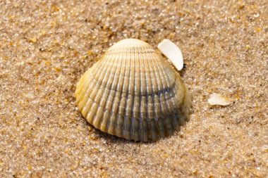 Kabuklu midye kabuğu kaba kumun üzerinde bulunur, muhtemelen bir midye, dinokardiyum robüstum, ya da Trachykardiyum. Yakınlarda küçük beyaz bir kabuk parçası var..