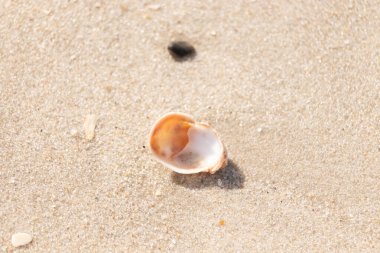 Turuncu ve beyaz bir salyangoz kabuğu (muhtemelen bir Naticius veya Polinices türü) kaba, güneşte ıslanmış kum üzerinde bulunur. Plaj bul.