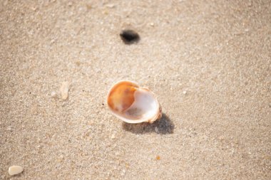 Turuncu ve beyaz bir salyangoz kabuğu (muhtemelen bir Naticius veya Polinices türü) kaba, güneşte ıslanmış kum üzerinde bulunur. Plaj bul.