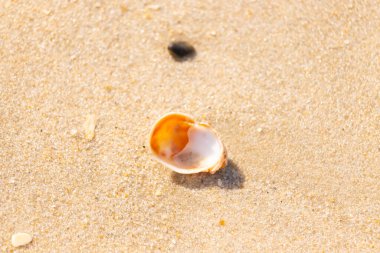 Turuncu ve beyaz bir salyangoz kabuğu (muhtemelen bir Naticius veya Polinices türü) kaba, güneşte ıslanmış kum üzerinde bulunur. Plaj bul.