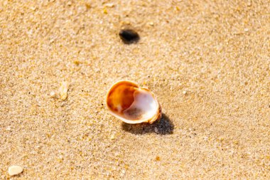 Turuncu ve beyaz bir salyangoz kabuğu (muhtemelen bir Naticius veya Polinices türü) kaba, güneşte ıslanmış kum üzerinde bulunur. Plaj bul.