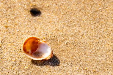 Turuncu ve beyaz bir salyangoz kabuğu (muhtemelen bir Naticius veya Polinices türü) kaba, güneşte ıslanmış kum üzerinde bulunur. Plaj bul.