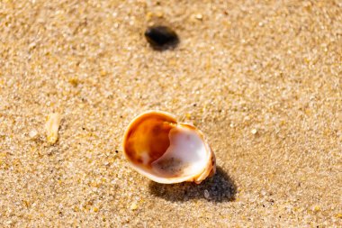 Turuncu ve beyaz bir salyangoz kabuğu (muhtemelen bir Naticius veya Polinices türü) kaba, güneşte ıslanmış kum üzerinde bulunur. Plaj bul.