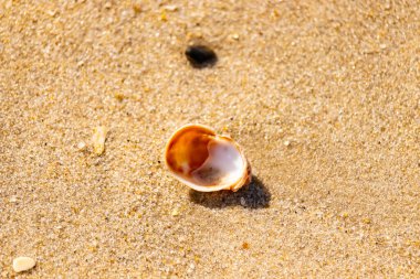 Turuncu ve beyaz bir salyangoz kabuğu (muhtemelen bir Naticius veya Polinices türü) kaba, güneşte ıslanmış kum üzerinde bulunur. Plaj bul.